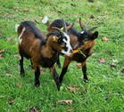 Tierhaltung - 