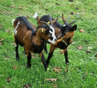 Tierhaltung - 