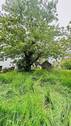 Mit Baumbestand - 
