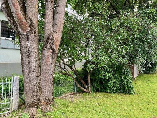 Alter Baumbestand im Garten - 