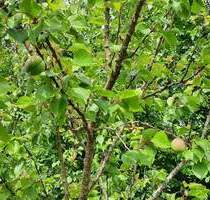 Kernsanierungsobjekt mit iSFP - 126.000,00&nbsp;EUR Kaufpreis, ca.&nbsp; 140,00&nbsp;m&sup2;&nbsp;Wohnfl&auml;che in Cappel (PLZ: 27639)