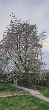 Bild 3 - 6 Zimmer Mehrfamilienhaus, Wohnhaus in Cappel