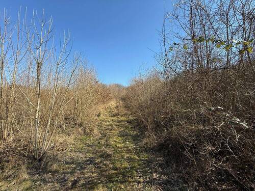 Weg hangaufwärts - Einfamilienhaus zum Kaufen in Meisenheim