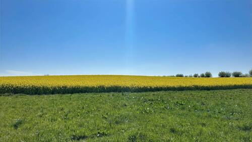 Rapsfeld neben FH-Gebiet - 