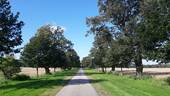 Denkmalallee - 