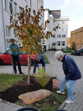 Mieter & Vermieter pflanzen neu - 