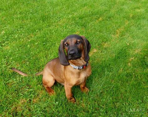 Waldi - Mehrfamilienhaus, Wohnhaus mit 209,00 m² in Teisendorf zum Kaufen