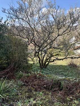 Blick In den Garten - 