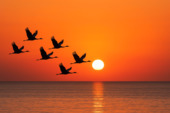 kraniche ostsee sonnenuntergang.png - 