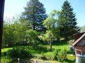 Alter Baumbestand - 