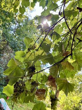 Wein - 