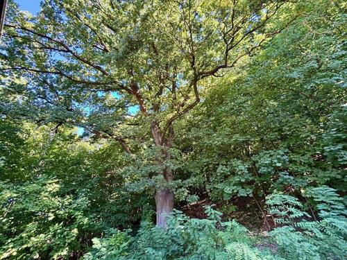 Garten, Historische Eiche als Naturdenkmal - 