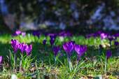 Gartendetail - 