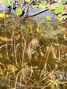 Aussen Teich Kröte.jpeg - 