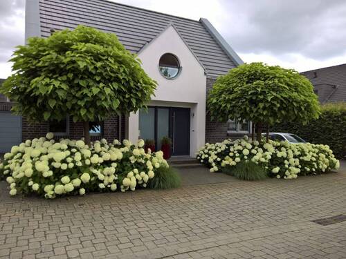 Vorderansicht - 