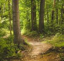 Objekt Nr. G0207 Provisionsfrei! Attraktive Wiesen- und Waldfläche in Westerkappeln zu verkaufen - Ibbenbüren Stadt