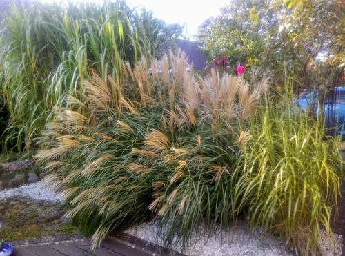 Garten - 