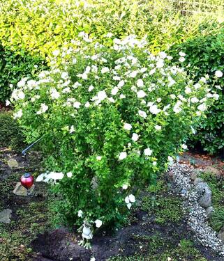 Garten - 