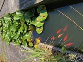 Teich - 