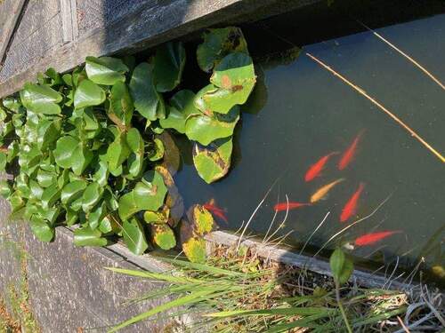 Teich - 