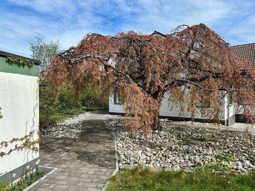 Zugang zum Wohnhaus (japanische Zierkirsche) - 