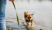 nur wenige Meter zum See - 