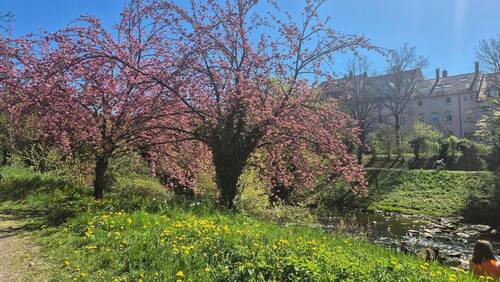 Bild 1 - Doppelgarage mit zwei Stellplätzen in Freiburg - Schwarzwaldstraße 15, Nahe Schwabentor & Dreisam