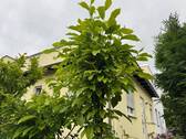 Seitenansicht - Doppelhaushälfte Bad Homburg, Bestlage Ellerhöhe