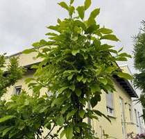 Doppelhaushälfte Bad Homburg, Bestlage Ellerhöhe