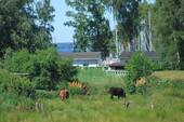 Idyllischer Ort - 