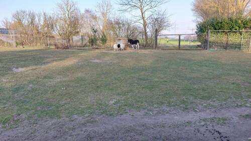 Wohlfühlzone f. Schafe u Esel - 