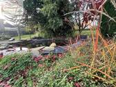 Garten mit Teich - 