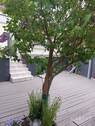 Terrasse II - 