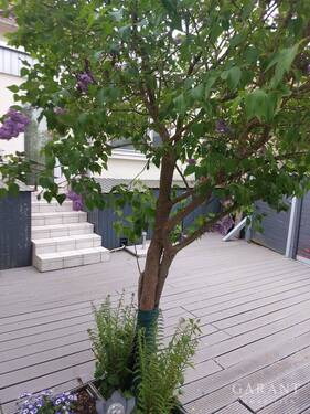 Terrasse II - 