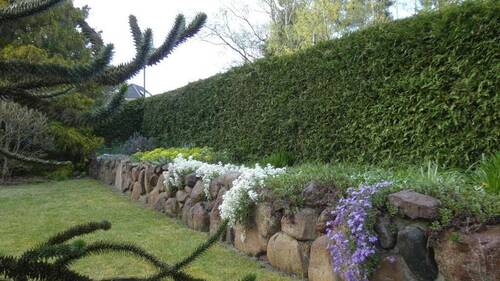 Frühblüher als Blickfang im Garten - 