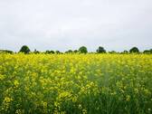 Feldblick - 