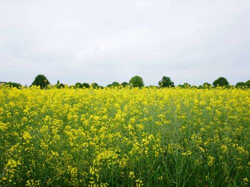 Feldblick - 