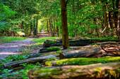 Gruenewald - 