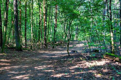 Gruenewald - 