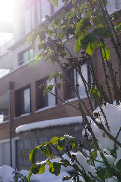 Rosen im Winterschlaf.JPG - Etagenwohnung mit 65,00 m² in Bodman-Ludwigshafen zur Miete