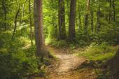 Startbild.jpg - Objekt Nr. G0207 Provisionsfrei! Attraktive Wiesen- und Waldfläche in Westerkappeln zu verkaufen