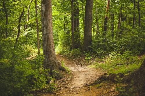 Startbild.jpg - Objekt Nr. G0207 Provisionsfrei! Attraktive Wiesen- und Waldfläche in Westerkappeln zu verkaufen