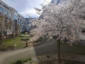 Kirschblüte im Innenhof - KP-Faktor 27,2; Energiea. A+, 2-Zi Bestlage Arnulfpark prov.frei