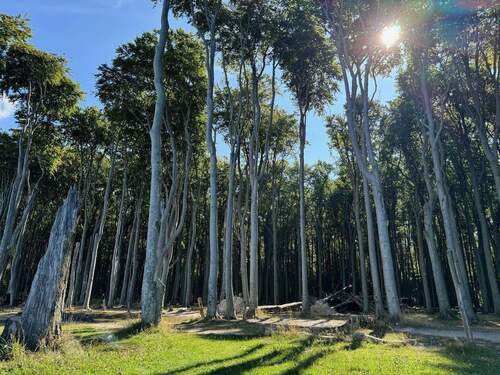 Gespensterwald Nienhagen - 