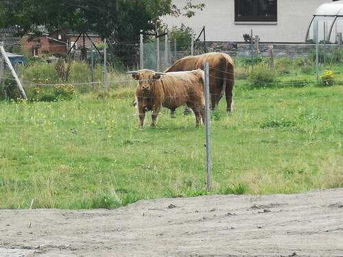 Einige Nachbarn - 