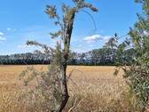 Blick Richtung Waser - 