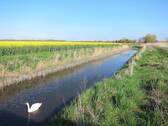 Schwan auf Cappeler Wasserlöse - 