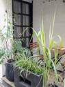 Terrasse - 