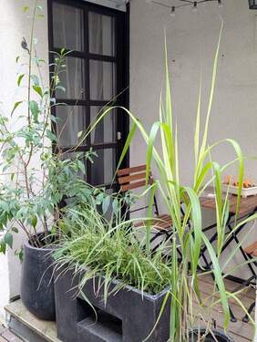 Terrasse - 