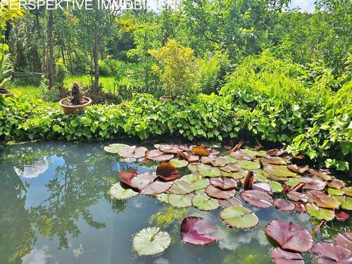 Teich - 